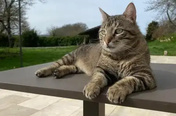 Chat tigré disparu à Pergain-Taillac - photo