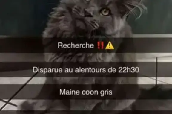 Chat Maine Coon gris perdu - photo
