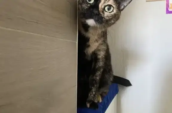 Chatte Zoé écaille disparue - Mérignac - photo