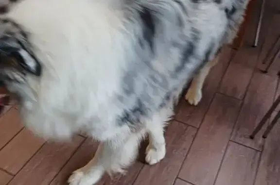Chien trouvé: Berger Australien - photo
