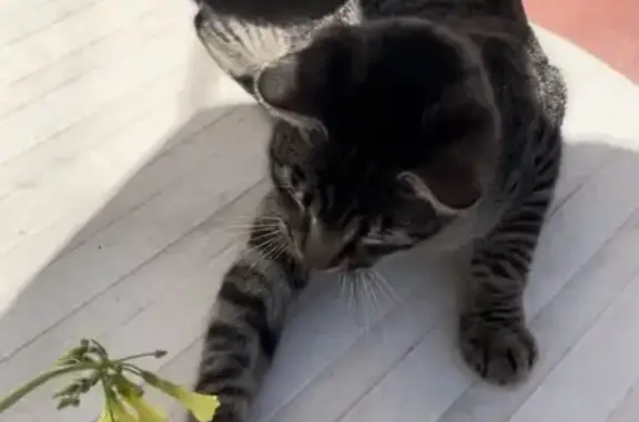 Gatos perdidos, , foto: ¡Ayuda! Gato Tommy Perdido en Almazora