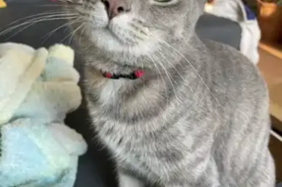Lost Grey Tabbie Lily - King St. East, Kitchener