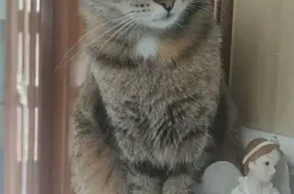 Animaux perdus Le Portel, photo: Chatte tigrée disparue au Portel