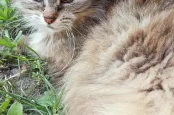 Chaton et mère angora trouvés - photo