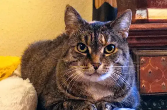 Animaux perdus Le Portel, photo: Minka, chat gris fuit, Le Portel