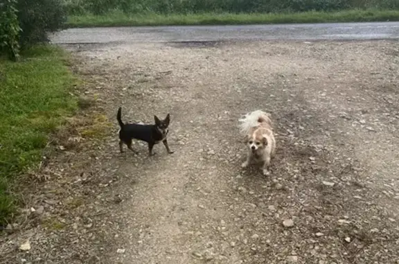 Chiens perdus à Châtillon - photo