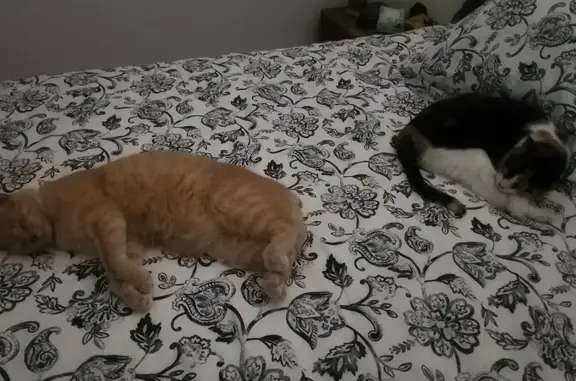 Gatos perdidos, , foto: ¡Ayuda! Gato Naranja Gordito Perdido - Jack