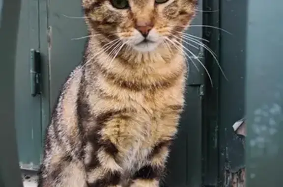 Chat maigre perdu à La Chapelle - photo