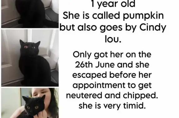 Lost Cat Alert: Black British Shorthair, Orange Eyes