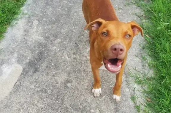 Found Female Pit Mix on Upwood Dr, SA!