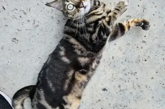 Lost Cat Alert: $$$ Reward for Safe Return!