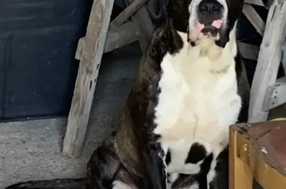 Chien mâle trouvé à Arboys - photo