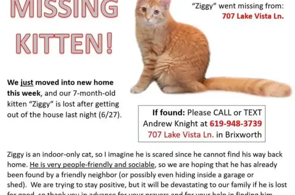 Lost Orange Tabby Kitten in Knoxville!