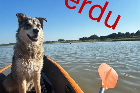 Chien perdu , photo : Chien croisé disparu à Chasnais