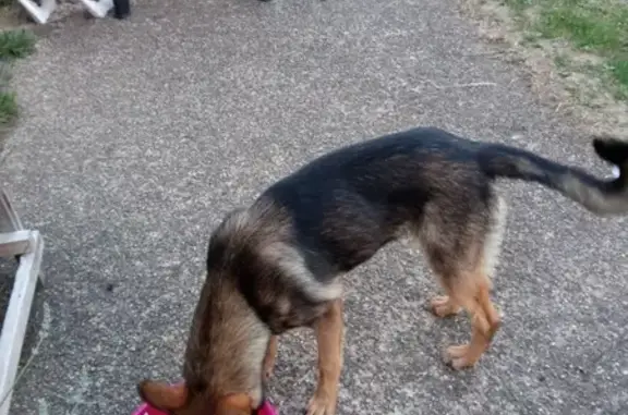 Chien Berger Allemand Perdu - photo