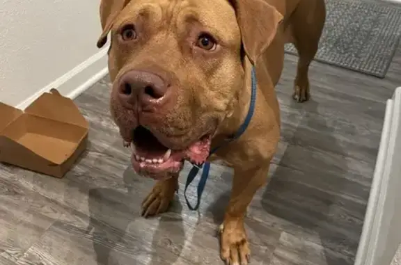 Lost Brown Pitbull Found - Help Reunite!