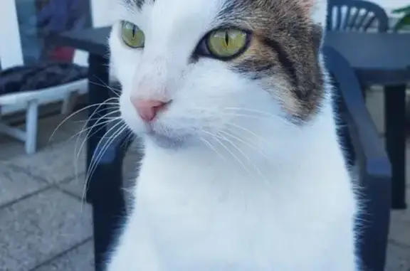 Chat perdu, Joux-la-Ville, photo: Chat blanc/tigré perdu à Joux
