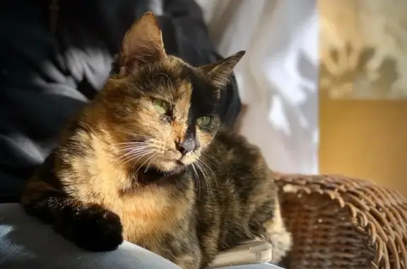 Animaux perdus , photo: Chatte Écaille Perdue - Cénac 2868