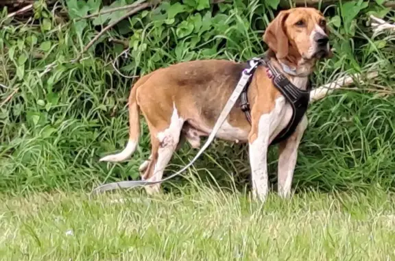 Chien perdu Ernée, photo : Chien tricolore perdu près de Super U