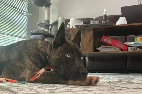 Found! Brindle Pup with Blue Eyes - Eastwood Dr