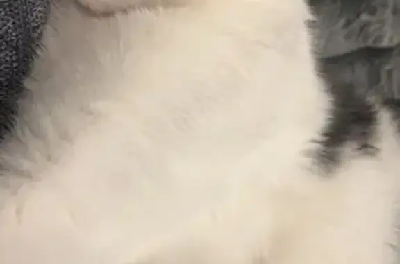 Lost Bengal Cat: White & Gray, Yellow Eyes - Aurora