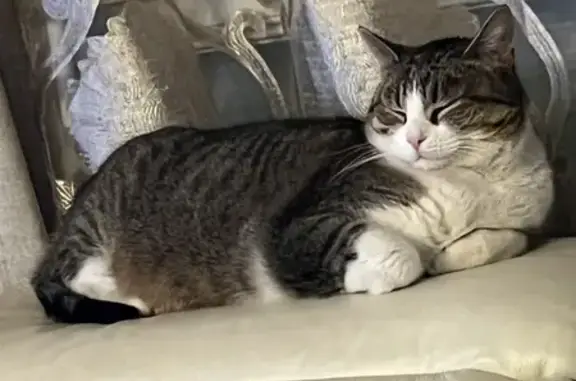Animaux perdus Bron, photo: Sousou, chat perdu à Bron