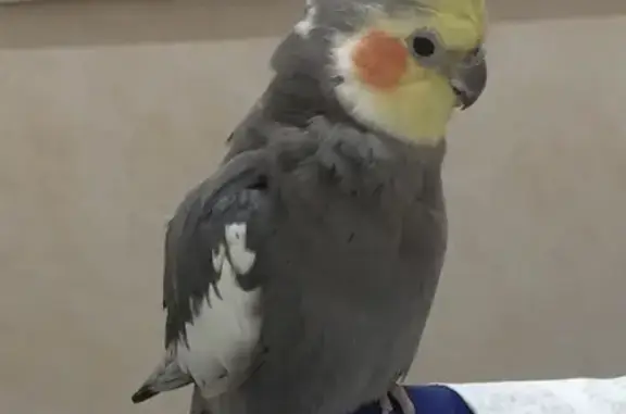 Lost Grey Cockatiel - Mitchell Park | Help Find!