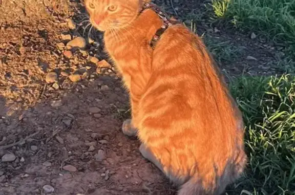 Chat perdu, Grenoble, photo: Chat roux tigré perdu à Grenoble
