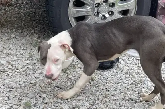 Found Young Pitbull Mix on Neptune Dr. Indy!