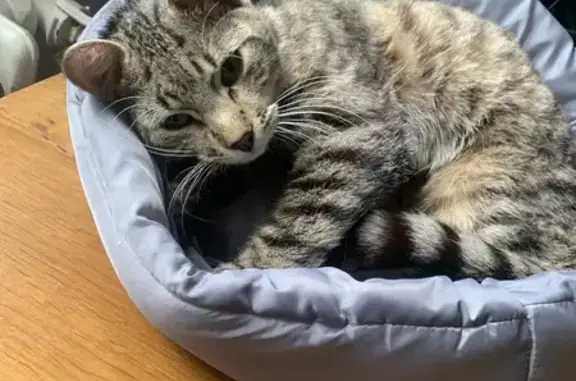 Chat tigré perdu à Tourcoing - photo