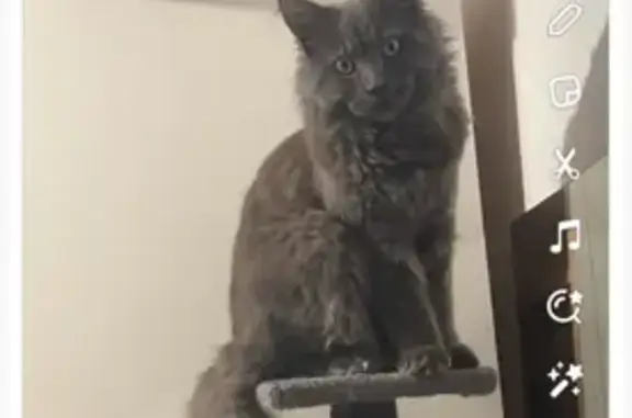 Chouchou, Maine Coon perdu - photo