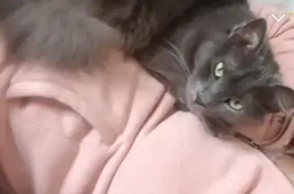 Chatte stérilisée perdue à Elven - photo