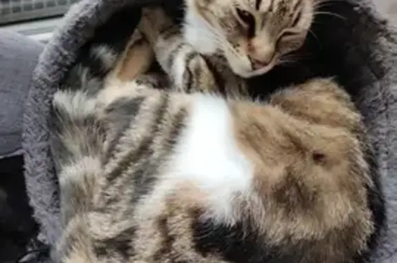 Animaux perdus Rouen, photo: Chat échappé près gare Rouen