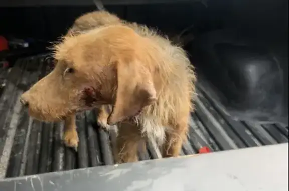 Chien rescapé près de Samathan - photo
