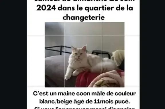 Animaux perdus Saint-Herblain, photo: Chaton Maine Coon Perdu