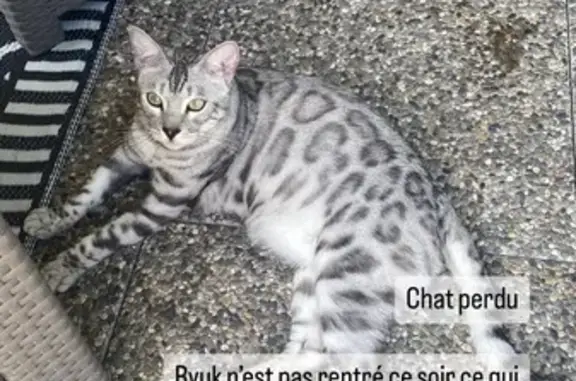 Animaux perdus Oberhoffen-sur-Moder, photo: Chat Ryuk perdu à Oberhoffen