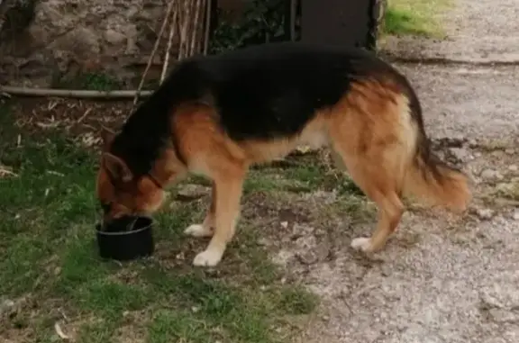 Trouvé: Chien bleu blessé, St-Martin - photo