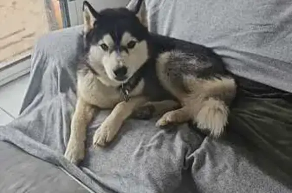 Chien perdu , photo : Chien perdu à Chadron - Appel urgent