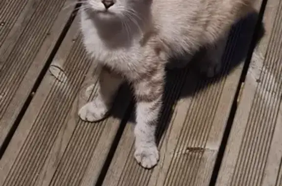 Chaton beige trouvé à Jonzac - photo