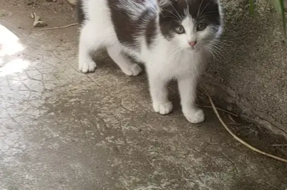 Chaton perdu à Brive-la-Gaillarde - photo