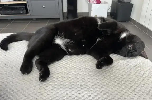 Animaux perdus Séné, photo: Avis de recherche: Chat Swag