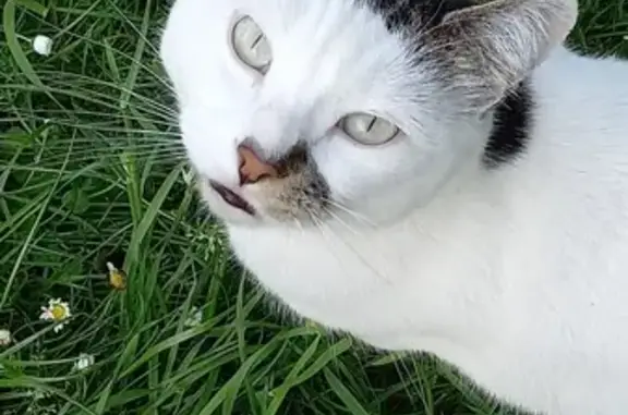 Animaux perdus Saint-André-de-Cubzac, photo: Chat blanc/tigré Raspail perdu