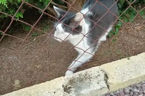 Animaux trouvés Évrecy, photo: Chatte noire et blanche trouvée