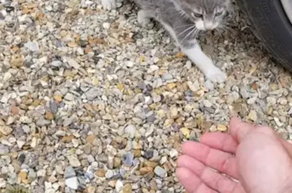 Chaton trouvé à Saulnières - photo