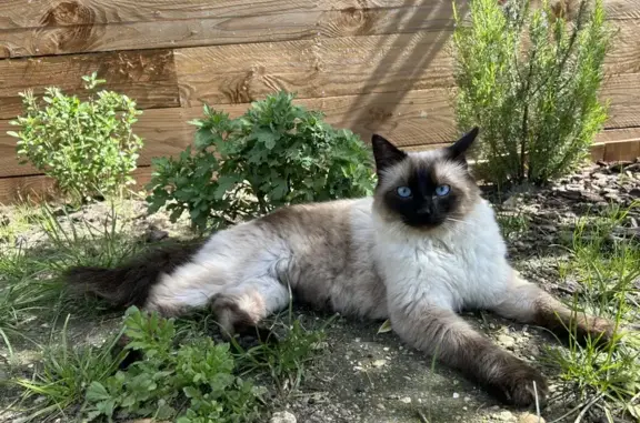 Chat perdu, Le Bouscat, photo: Chatte siamoise perdue au Bouscat