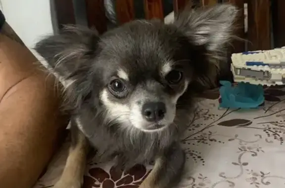 Chien perdu Fréjus, photo : Spike, Chihuahua perdu à Fréjus