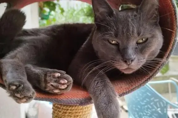 Animaux perdus Nogent-sur-Marne, photo: Chat Chartreux perdu à Nogent