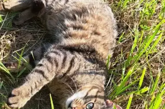 Animaux perdus , photo: Chat tigré perdu à Vennans