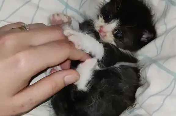 Chaton non sevré noir et blanc - photo