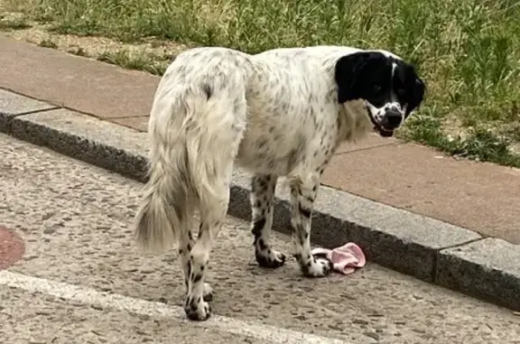 Chien perdu près hôpital Lyon - photo